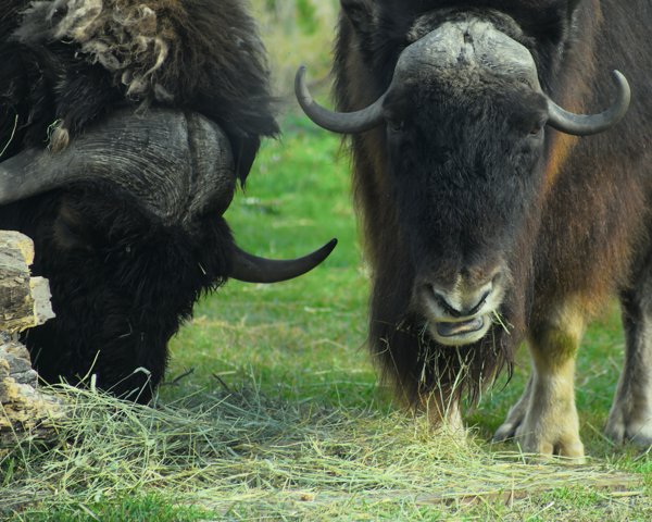 4.jpg photograph #9